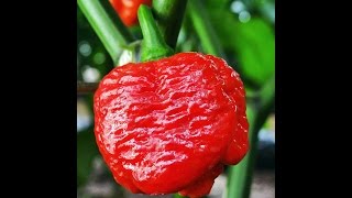 Come coltivare il peperoncino trinidad moruga scorpion [upl. by Yarased]