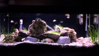 Lake Tanganyika 20 Gallon Long [upl. by Stannwood195]