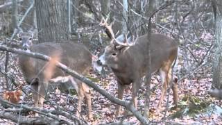 cerf de virginie période du rut part 2 longueuil [upl. by Yevrah]