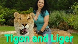 What is Liger What is Tigon Liger tigon crossbreeding animals Facts [upl. by Garibull]