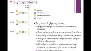 079Glycoproteins [upl. by Maynord]