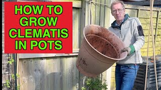 How To Grow Clematis In Pots [upl. by Aihsiym549]