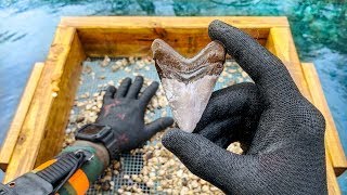 Found Megalodon Shark Tooth Underwater While Fossil Hunting How to Find Shark Teeth [upl. by Audwen]