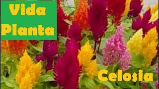 Vida Planta  Celosia o Flor de terciopelo [upl. by Wachtel]