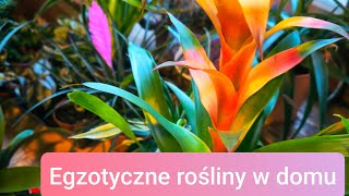 Guzmania Tillandsia Bromelia Ananans Egzotyczne rośliny w domu 🌺🪷🌸💮🌿🌴 [upl. by Caras]