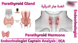 Parathyroid Gland amp PTH هرمون الغدة جار درقية وعلاقته بالكالسيوم وفيتامين د والعظام  تفسير النتيجة [upl. by Elleiad]