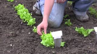 How to Grow Lettuce from Seed  Gurneys Video [upl. by Nede]