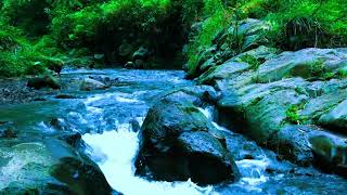 Relaxing River Sound Flowing Water in Deep Forest Water Sound for Sleep for Stress Reliever [upl. by Nwavahs]