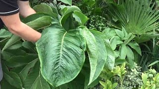 My Top 20 Favorite Large Foliage Plants in our garden [upl. by Lamberto]