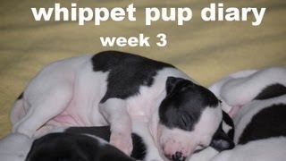 whippet pup diary week 3 [upl. by Bailie]