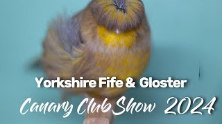 YORKSHIRE FIFE amp GLOSTER CANARY CLUB SHOW 2024 [upl. by Notecnirp]