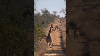 cute baby love lions wildlife giraffe الشعبالهنديمالهحل [upl. by Drehcir862]