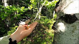 Hairy Woodpecker Nest [upl. by Obadias]