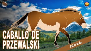 CABALLO DE PRZEWALSKI la población de caballos salvajes más antigua del mundo RAZAS DE CABALLOS [upl. by Sabsay]