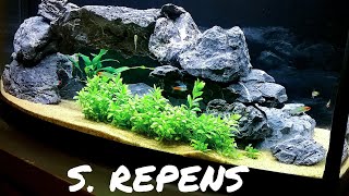 HOW TO Plant Staurogyne Repens [upl. by Marijo]