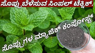 Best Organic FertilizerHow to Grow Pudina at home ಒಂದು ಮುಷ್ಟಿ ಈ ಗೊಬ್ಬರ ಹಾಕಿ ಕಂತೆ ಕಂತೆ ಸೊಪ್ಪು [upl. by Lasiaf]