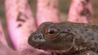 ウシガエルの瞬膜 Bullfrogs Nictitating membrane [upl. by Yelruc598]