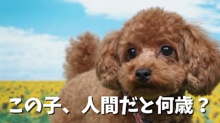 犬の年齢を人間に換算すると？年齢換算できる早見表をご紹介！ [upl. by Anohr]