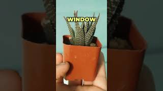 What is a haworthia succulent How to grow succulents haworthia plants succulents houseplants [upl. by Floss]