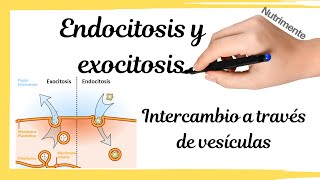 ENDOCITOSIS Y EXOCITOSIS Intercambios a través de vesículas [upl. by Sidnak]