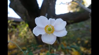 Herbstspaziergang im Garten 2024 [upl. by Downey]