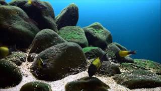 Lake Tanganyika rocky shores of Ikola Tanzania and pelagic waters of Kitumba Congo 487 L [upl. by Ellehcam443]