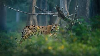 The Jungles of Kabini  Misty Mornings with the Black Panther [upl. by Stiegler]