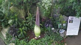 Corpse Flower Amorphophallus Titanum Time Lapse at Muttart Conservatory [upl. by Aytac558]