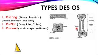 Méthodologie  Terminologie en ANATOMIE [upl. by Anaejer790]