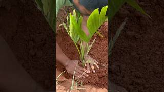 Arecanut Plantation Work Skilled Planters to build your dream farm [upl. by Linsk]