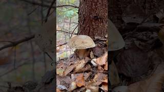 Boletus Porcini Mushrooms Білі гриби pilze boletus білігриби grzyby fungi porcinimushrooms [upl. by Niltak]