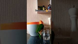 Felixcharotchat chaton parrots miniparrot caiques oiseau  Exotic cats persan 🦜😻 [upl. by Reinhold]