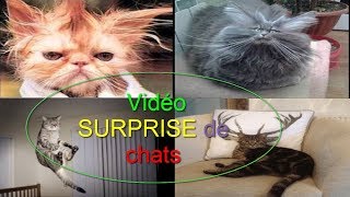 CHAT SE CACHE ET MANGE dans la main salement [upl. by Greysun]