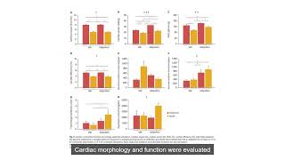 Effects of Short Term Adiponectin Receptor Agonism on Cardiac Function and Energetics [upl. by Naylor]