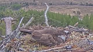 Strange Osprey intrudes on Dorcha the Loch Arkaig Osprey 28 Apr 2024 zoom [upl. by Lexine406]