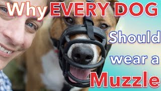 How amp Why EVERY DOG Should LOVE Wearing a MUZZLE [upl. by Hoi202]