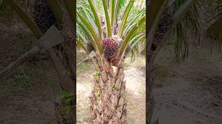 Tandan Sawit Buah Bulat palmoil panen sawit [upl. by Debo]