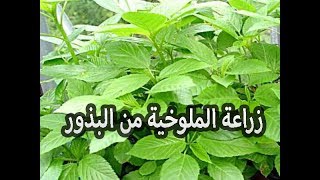 زراعة الملوخية من البذور فى المنزل [upl. by Vaenfila]