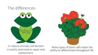 Cell Differentiation [upl. by Alverson]