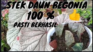 CARA MENANAM BEGONIA STEK DAUN 100 BERHASIL [upl. by Dalia891]