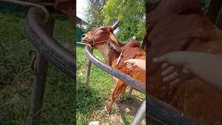 Phosphorus Injection in Anoestrus Cow cow animals shortvideo [upl. by Nitsyrc]