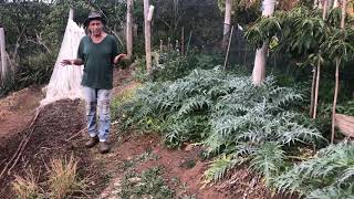 Brogo Permaculture Gardens Virtual tourPart 4 [upl. by Analak]