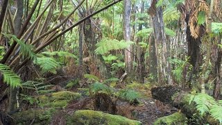 Hawaiian tropical rainforests Volcanoes National Park Big Island Hawaii USA North America [upl. by Ettenna]