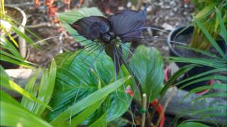 Tacca chantrieri [upl. by Bumgardner]