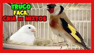 TRUCOS para la CRIA de MIXTOS DE JILGUERO Y CANARIA 🐤 COMO CRIAR MIXTOS DE JILGUERO Y CANARIA 1 [upl. by Sedaiuqlem]