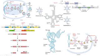 RNA polimerasa I III RNasa P tRNA rRNA pseudouridina Biología molecular biology [upl. by Nalim]