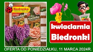 𝐁𝐈𝐄𝐃𝐑𝐎𝐍𝐊𝐀 🐞  Nowa Oferta od Poniedziałku 11032024  Kwiaciarnia Biedronki  Tanie Kwiaty [upl. by Lesnah236]