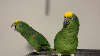 Parrot Talking and thensmh  Amazon Parrot [upl. by Enirehs]