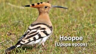 Hoopoe Bird Call and Pictures for Teaching BIRDSONG [upl. by Samala]