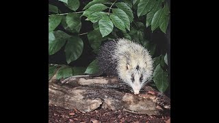 Moonrat a mammal that belongs to the same family as Shrews and Hedgehogs [upl. by Gathers910]